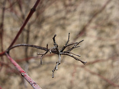 silky dogwood