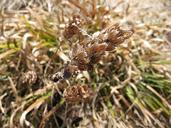 sedge?