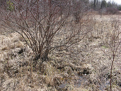 silky dogwood at mushy area in the NE Scott Parcel