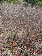 red osier dogwood