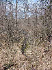 head of the small E-W creek on the Scott Parcel