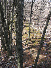 bank along the small E-W creek on the Scott Parcel