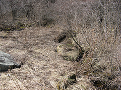 head of the small E-W creek on the Scott Parcel