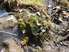 marsh marigold in the small E-W creek on the Scott Parcel