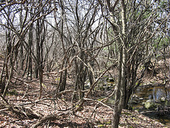 buckthorn thicket along the small E-W creek on the Scott Parcel