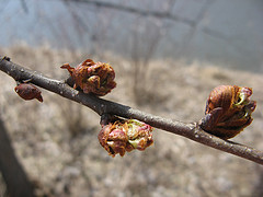 American elm
