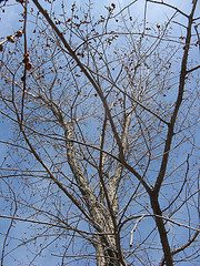 American elm