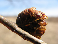 American elm