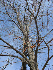 American elm