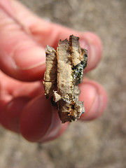 American elm bark
