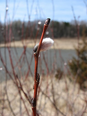 willow bud