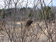 bird's nest near the south end of Scott Pond