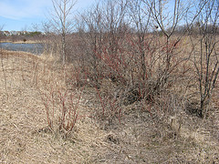 drainage ditch on the SE corner of Scott Pond