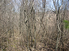 thick dogwood and honeysuckle thicket on the east side of Seely Brook