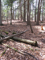 boundary line in a hemlock grove
