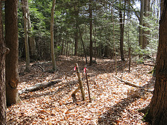 fence corner hemlock grove