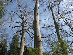 beautiful beeches