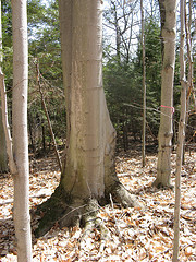 beautiful beeches