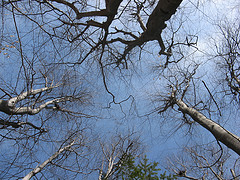 beautiful beeches