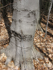 beautiful beeches