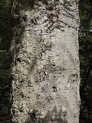 diseased beech