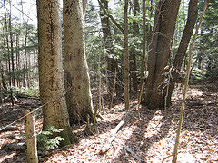 diseased beeches in a fence row