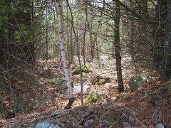 weird hydrology area near the power line
