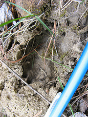 fox track?
