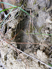 fox track?