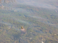 painted turtle in the vernal pool just south of the power line