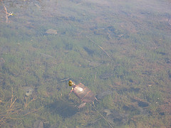 painted turtle in the vernal pool just south of the power line