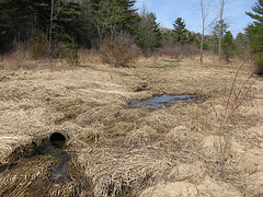 Old tile? Looking north along Seely Brook from the old field near the road