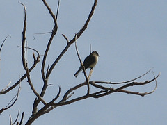 eastern phoebe