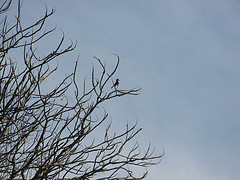 eastern phoebe