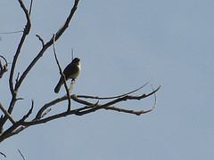 eastern phoebe