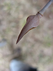 Viburnum lentago, nannyberry bud