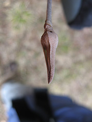 Viburnum lentago, nannyberry bud