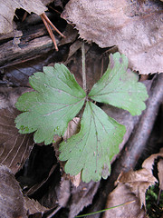 barrens strawberry, Waldsteinia fragaria, in the clayplain forest