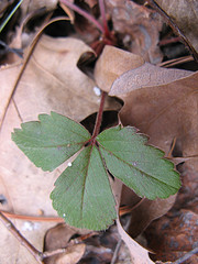 wild strawberry in the clayplain forest