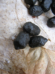 mystery scat in the clayplain forest