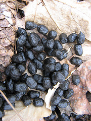 mystery scat in the clayplain forest