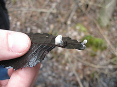 spermatophores (spotted salamander?)