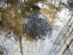 wood frog eggs from vernal pool