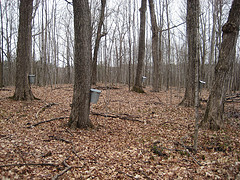 Sap Buckets (two lines)