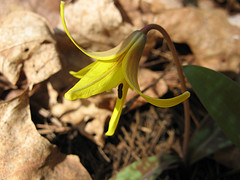 Trout lily