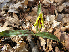 Trout lily