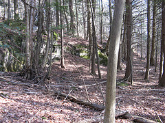 hemlock forest and rock outcrop