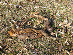 skunk carcass