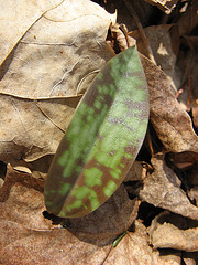 Trout lily
