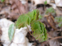 early meadow rue